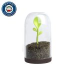 ظرف چای و قهوه مدل برگ