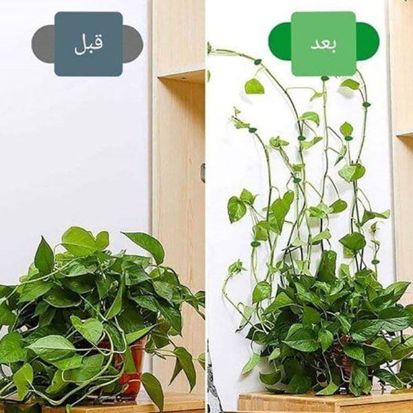 گیره نگهدارنده گل پتوس(۱۰عددی)